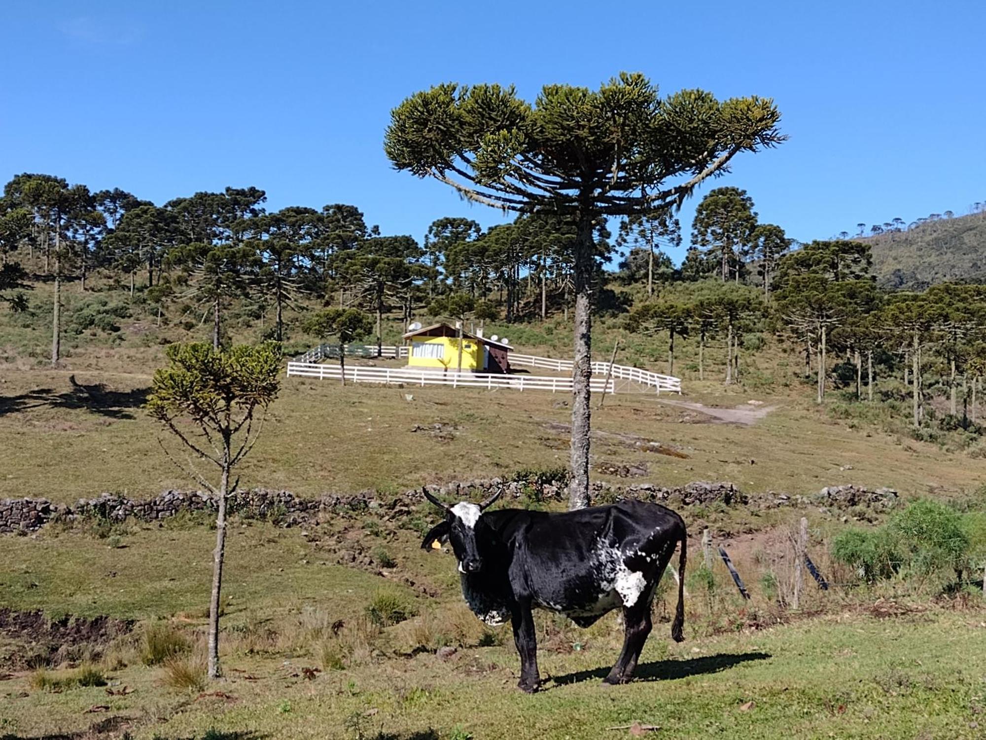 Casa E Cabana De Campo Fazenda Borba ウルビシ エクステリア 写真
