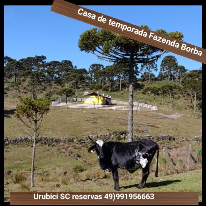 Casa E Cabana De Campo Fazenda Borba ウルビシ エクステリア 写真