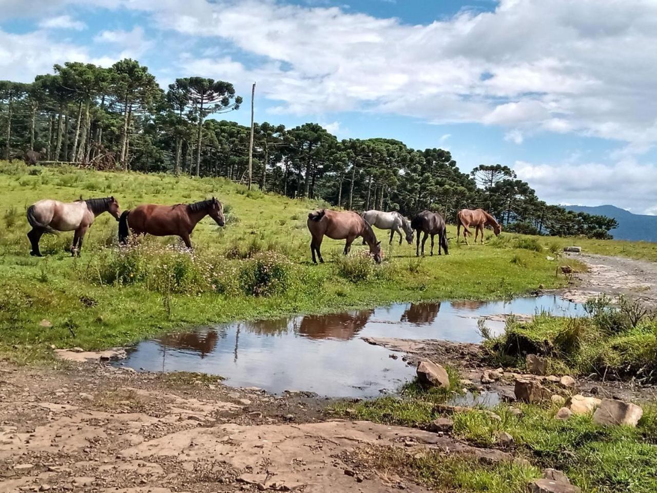 Casa E Cabana De Campo Fazenda Borba ウルビシ エクステリア 写真